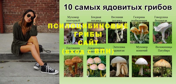 ешки Аркадак